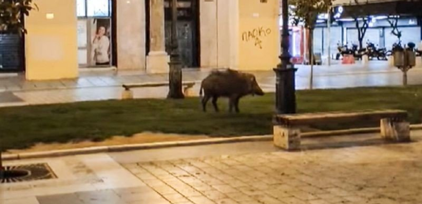 Αγριογούρουνο...βολτάρει στην πλατεία Αριστοτέλους! (Βίντεο)