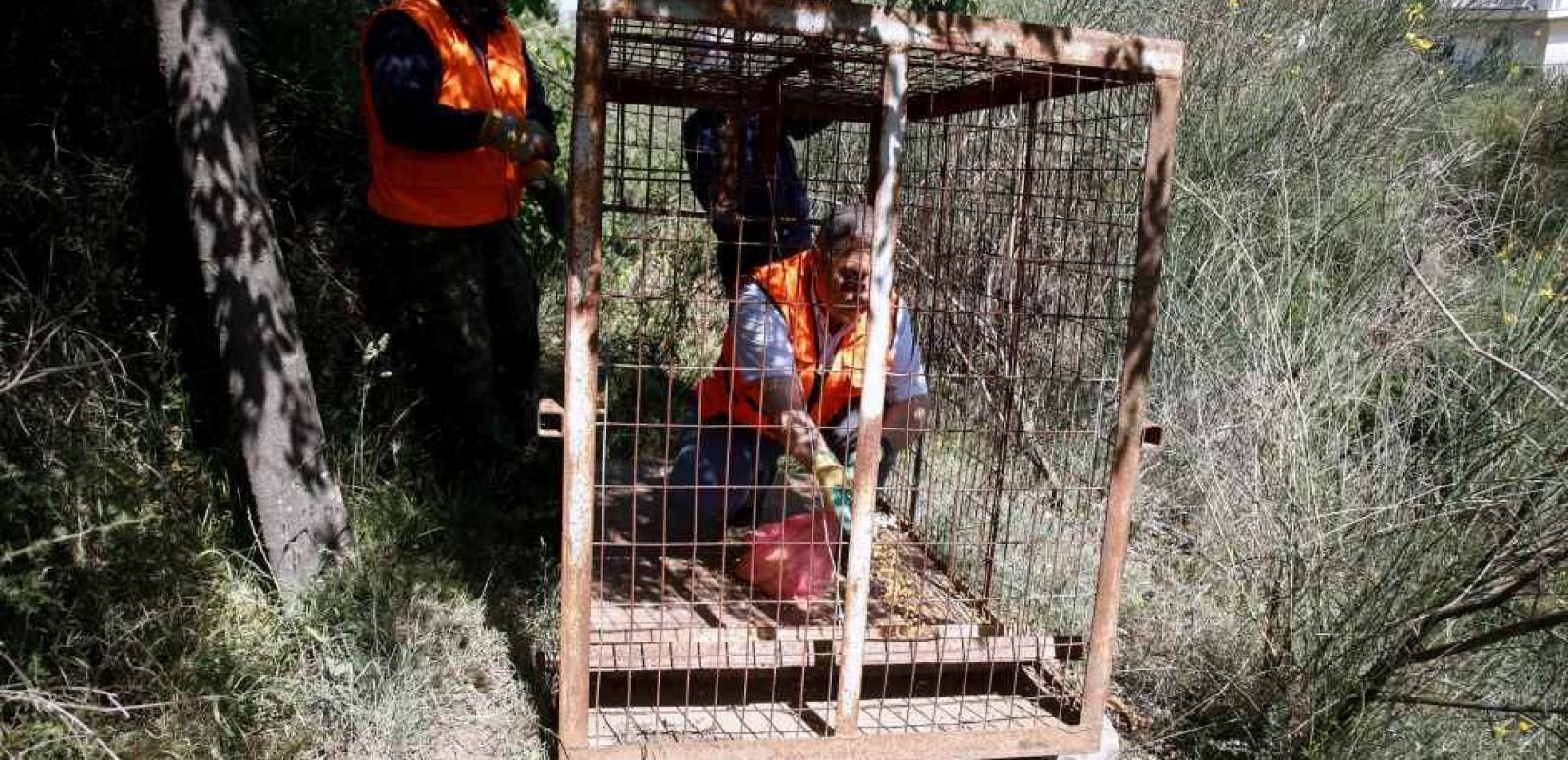 Επιχείρηση "αγριογούρουνο" στο άλσος Συκεών - Στήνουν παγίδες με... τσουρέκια κι αβγά! (βίντεο, φωτ.)