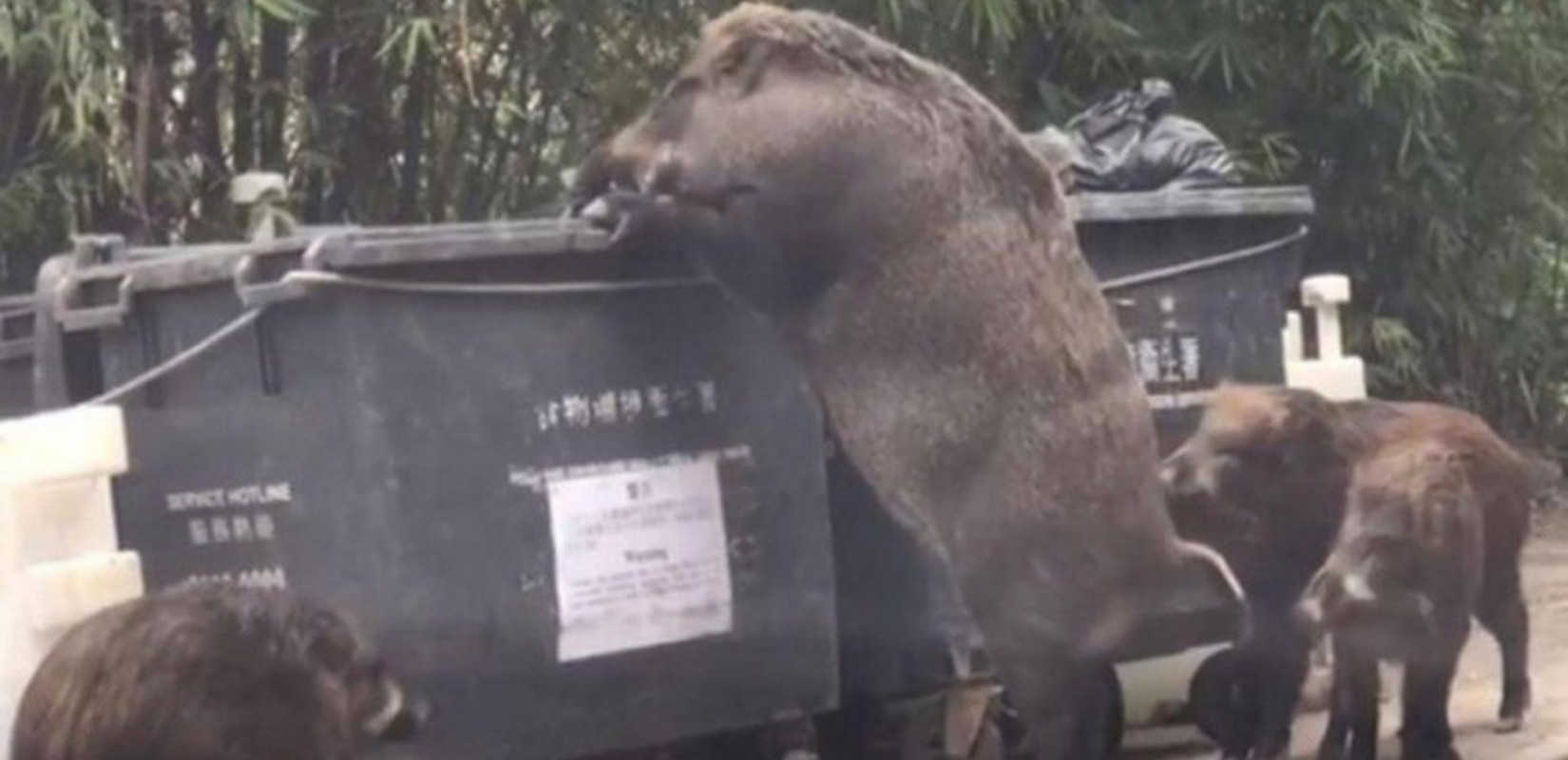 Αγριογούρουνα...βολτάρουν στον Χορτιάτη