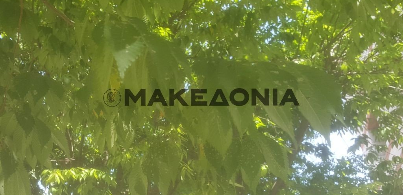 Πάνω από 100 δέντρα φύτευσε ο δήμος Πυλαίας Χορτιάτη στον Περιπατητικό δρόμο