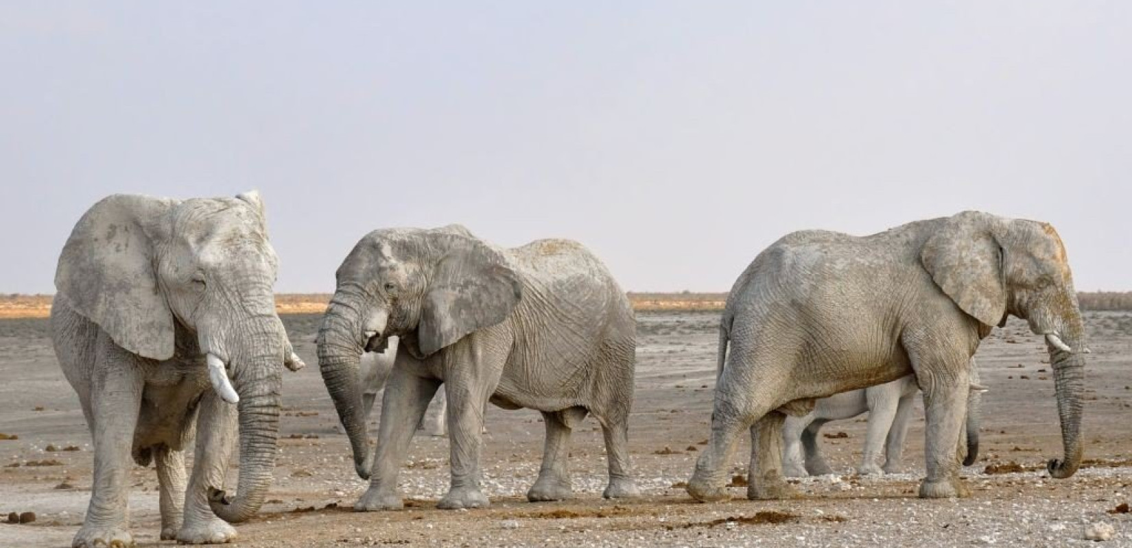 Η Ζιμπάμπουε θα σφαγιάσει 200 ελέφαντες για να ταΐσει πολίτες που πλήττονται από την πείνα