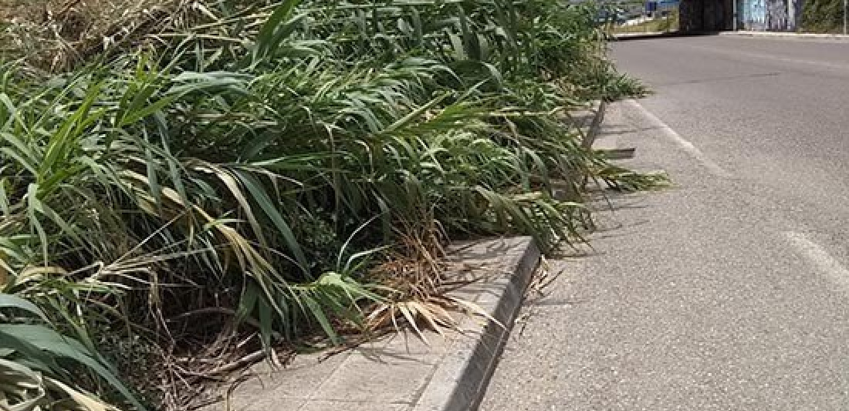 “Πνίγηκαν” από τη βλάστηση δρόμοι του εθνικού δικτύου – Κίνδυνος για τροχαία και πυρκαγιές