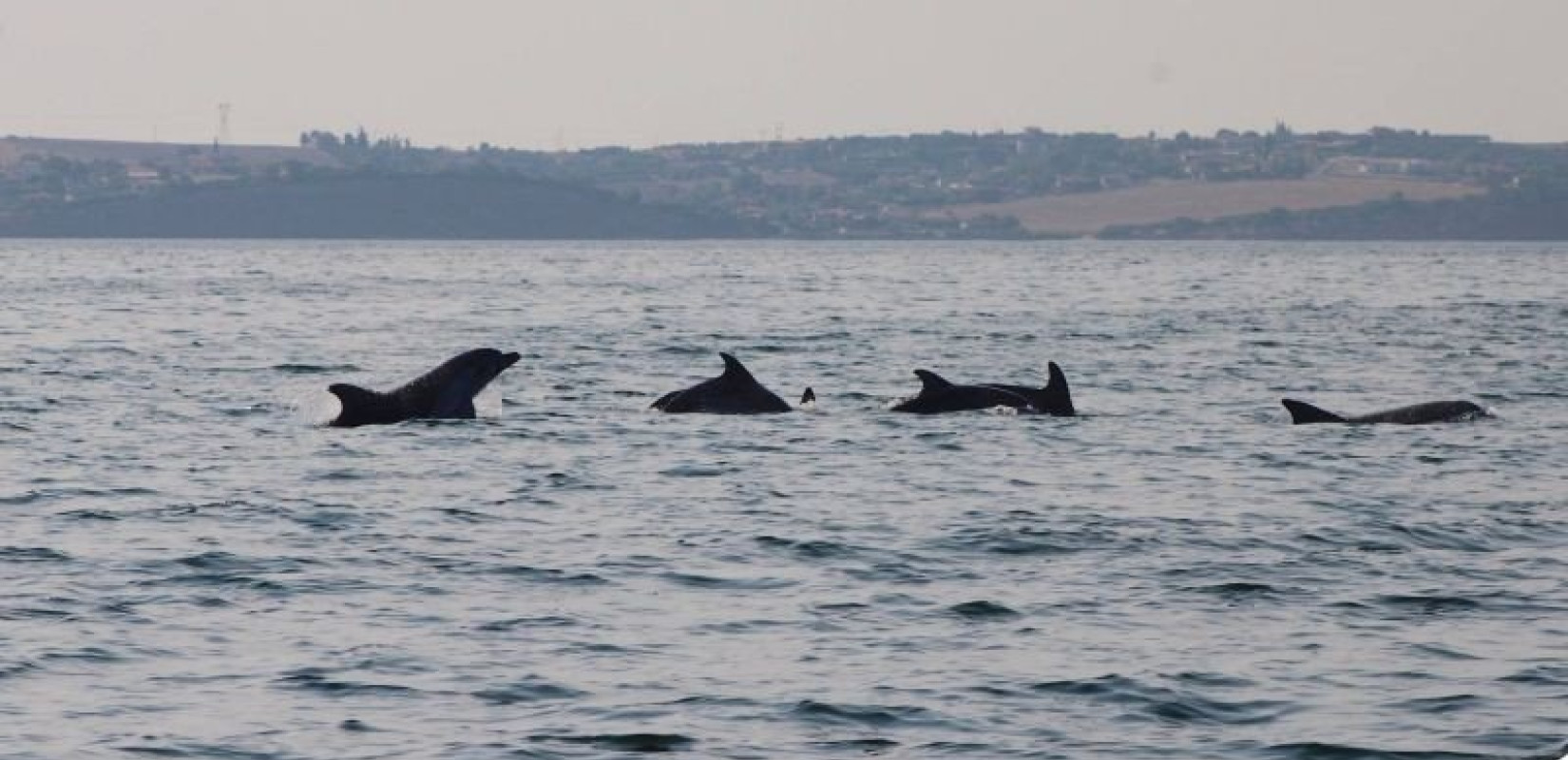Χορευτικό σόου από...δελφίνια στον Θερμαϊκό (βίντεο)