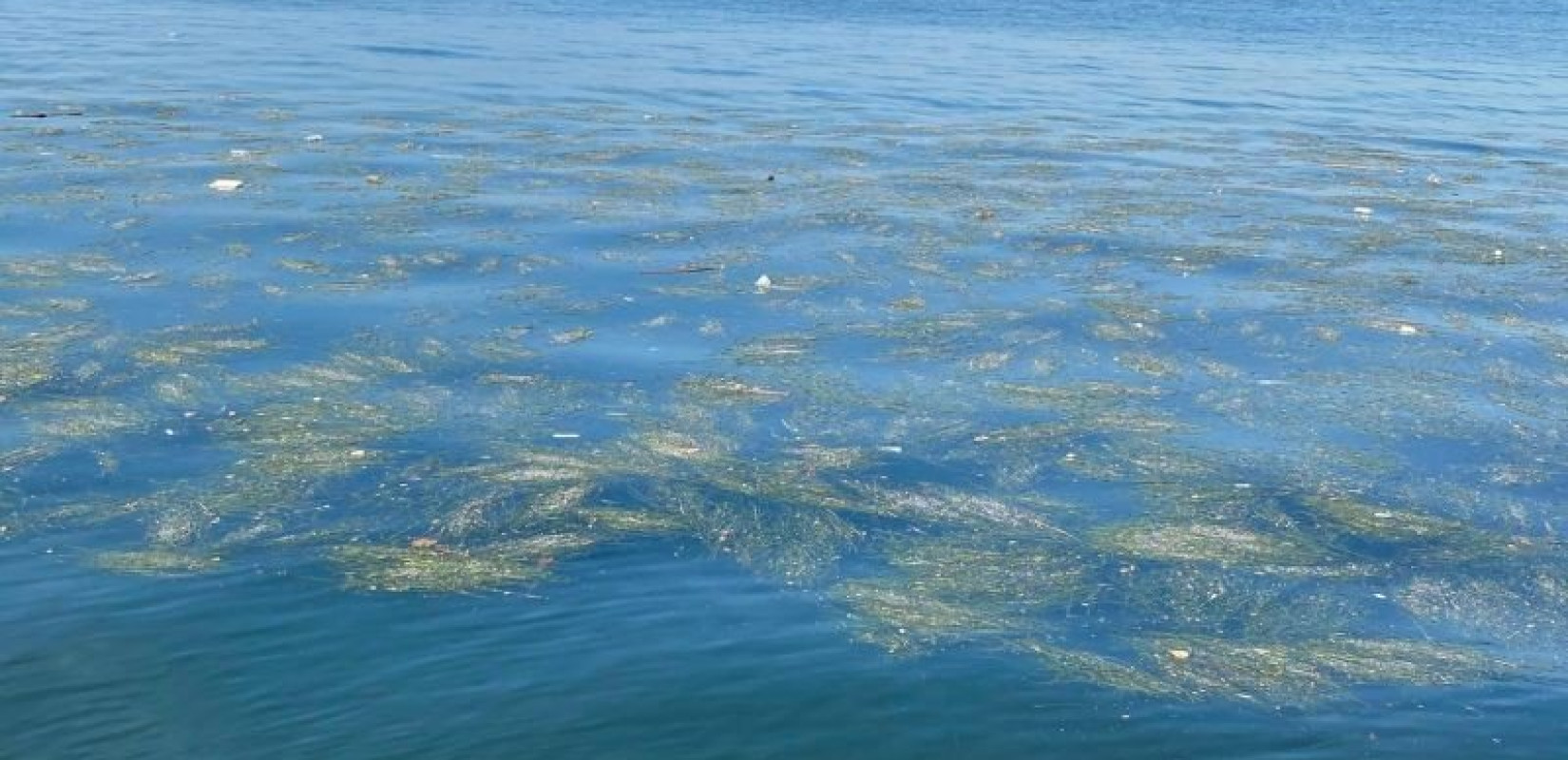 Θεσσαλονίκη: Ξεκινά αύριο ο καθαρισμός στις δυτικές ακτές του Θερμαϊκού Κόλπου