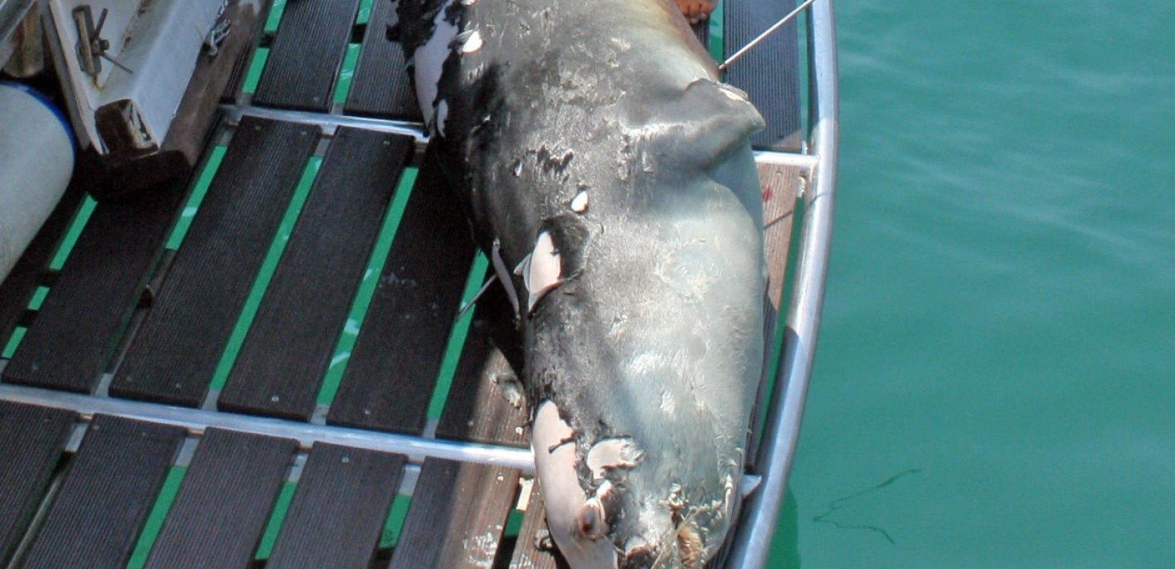 Νεκρή από ανθρώπινο χέρι η φώκια "μασκότ" της Αλοννήσου