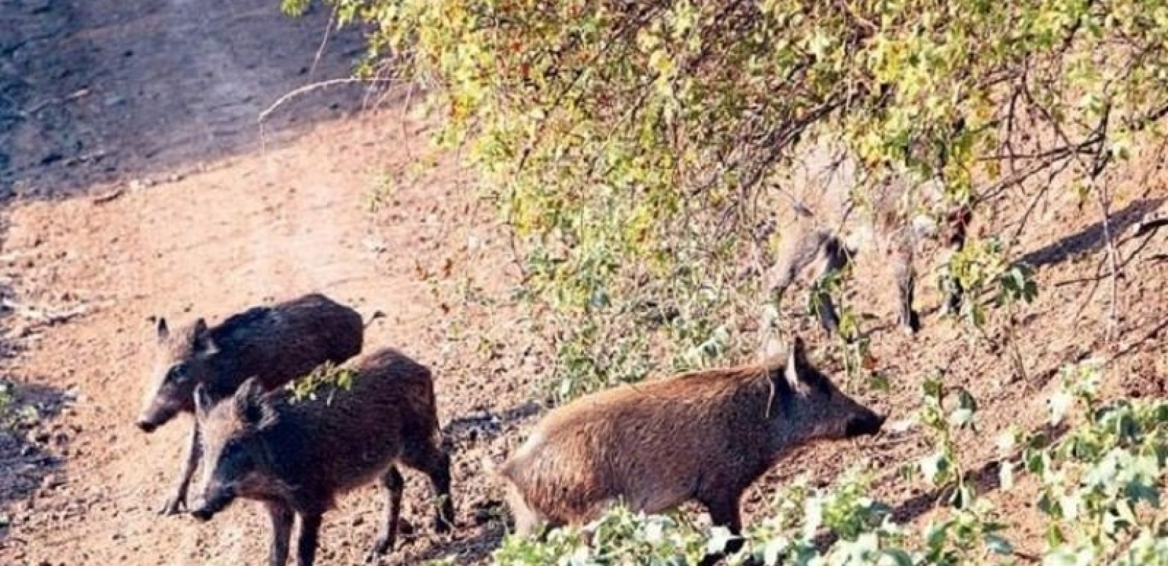 Εκτός ελέγχου η κατάσταση με τα αγριογούρουνα και στη Λαμία