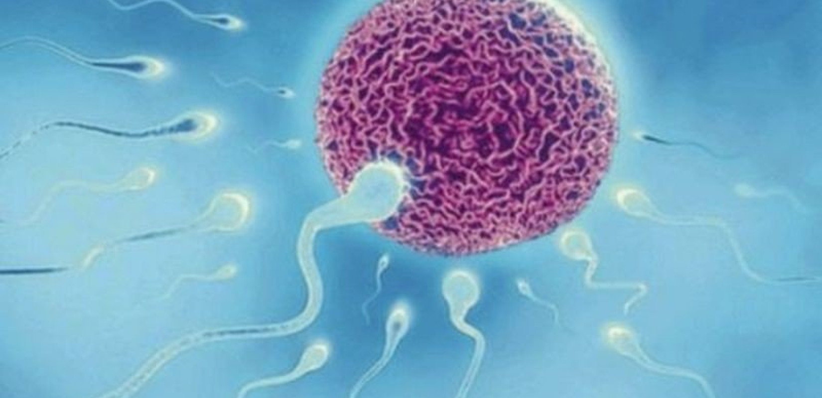 Aντισώματα σε ρόλο αντισυλληπτικού - "Παγιδεύουν" τα σπερματοζώαρια
