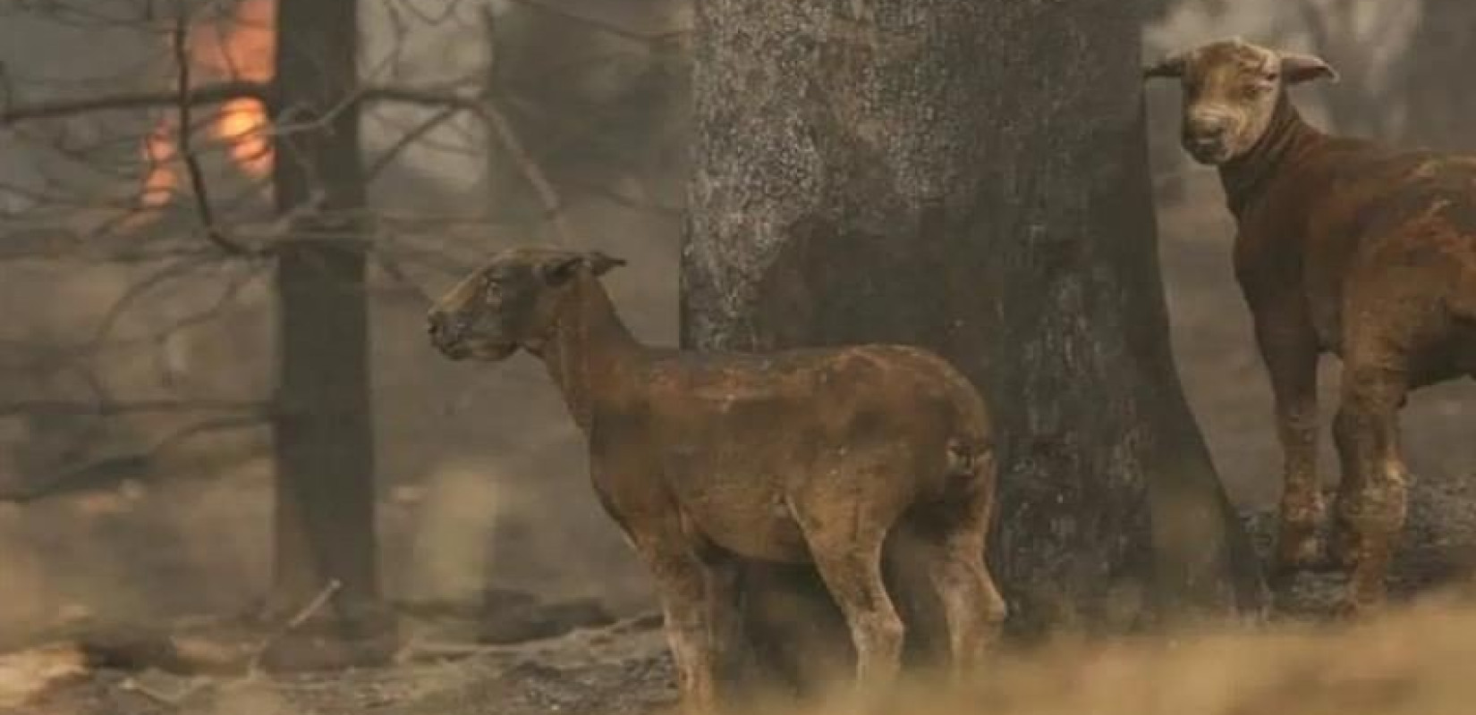 Καραβάνι αλληλεγγύης από αγροτοκτηνοτρόφους της Παιονίας σε κτηνοτρόφους της Ευβοίας