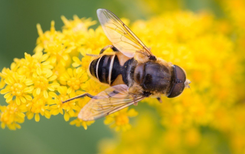 Το «πράσινο φως» παίρνει έρευνα για την καταγραφή των ασπόνδυλων σε Λέσβο, Χίο και Ρόδο