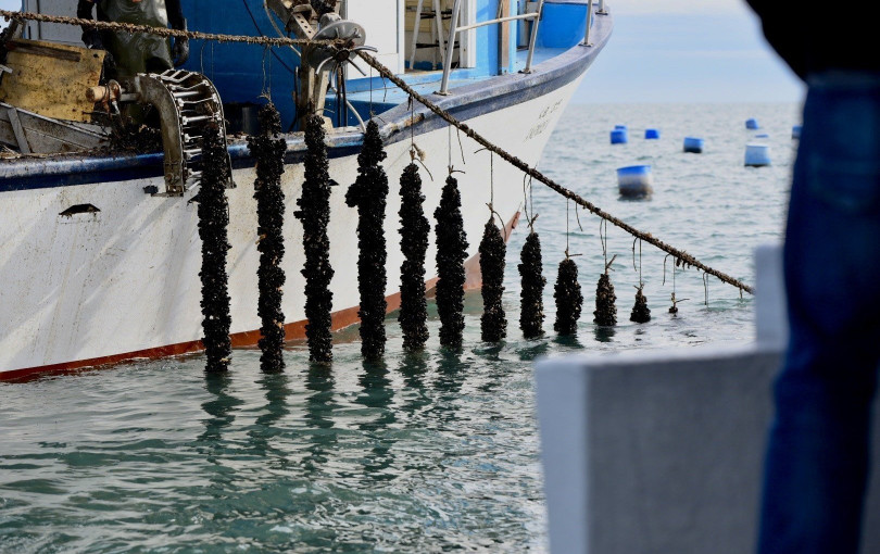 Θεσσαλονίκη: Στήριξη ζητούν οι οστρακοκαλλιεργητές στον Θερμαϊκό Κόλπο