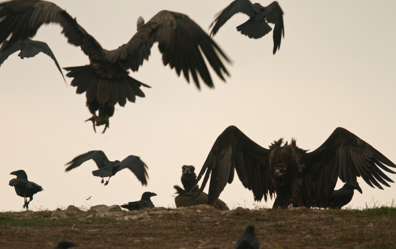 Επιχειρησιακή ανταπόκριση και δέσμη μέτρων για την προστασία του Μαυρόγυπα μετά το περιστατικό δηλητηρίασης στον Έβρο