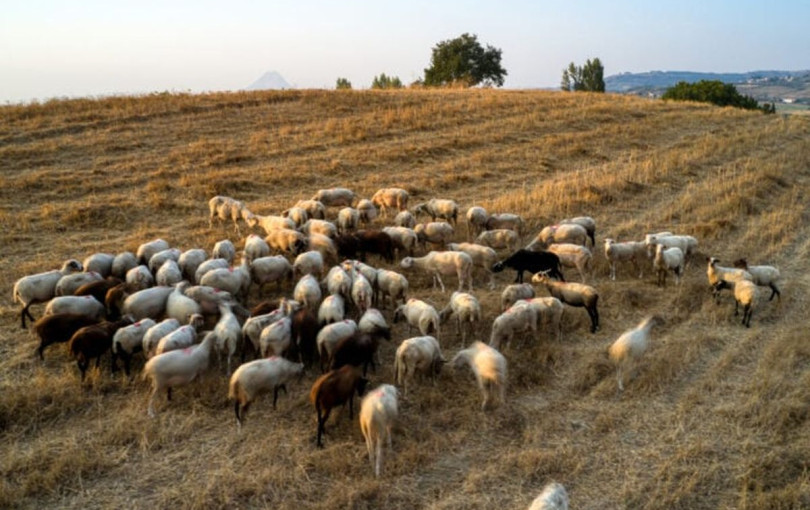 Πιερία: Αυτοκτόνησε κτηνοτρόφος - «Του έσφαξαν 1.000 πρόβατα λόγω ευλογιάς»