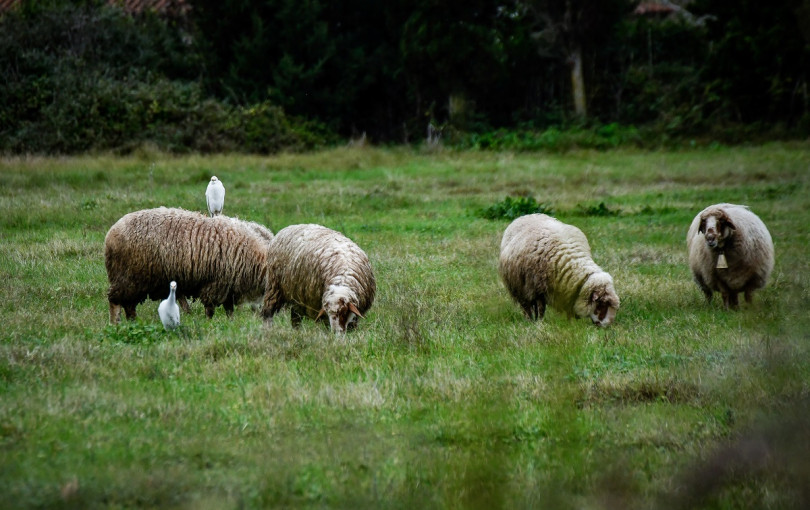 EFSA: Αναξιόπιστα τα αποτελέσματα έρευνας για τον εμβολιασμό των αιγοπροβάτων στην Ελλάδα