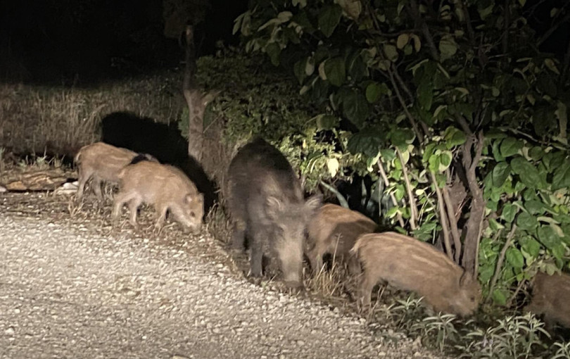Θεσσαλονίκη: Οργή του δήμου Πυλαίας - Χορτιάτη για τους λύκους και τους αγριόχοιρους - «Ανεπαρκή και αναποτελεσματικά τα μέτρα»