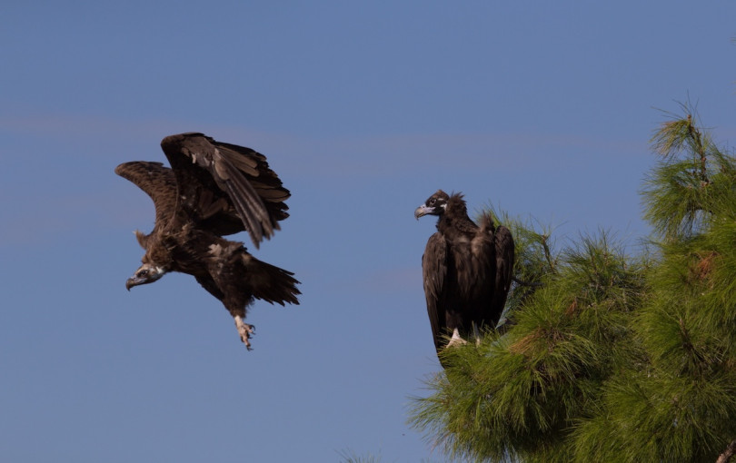 Έβρος: Τοποθετήθηκαν πομποί σε Μαυρόγυπες στο Δάσος Δαδιάς