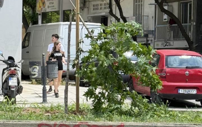 Θεσσαλονίκη: Οργή Διαμαντάκη για την καταστροφή νεόφυτου δέντρου στην Κ. Καραμανλή