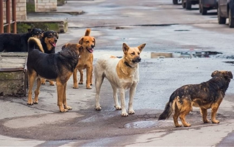 Άργος: Άγρια επίθεση αδέσποτων σκυλιών σε 17χρονη - Νοσηλεύεται σε κρίσιμη κατάσταση