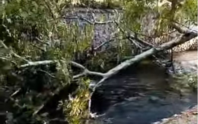 Έδεσσα: Πλατάνι ήταν και... πάει (βίντεο)