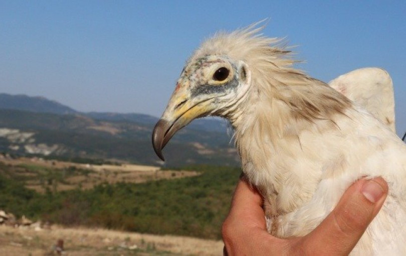 Να βρεθούν και να τιμωρηθούν οι δράστες της μαζικής δηλητηρίασης άγριας ζωής στη Δαδιά ζητούν περιβαλλοντικές οργανώσεις