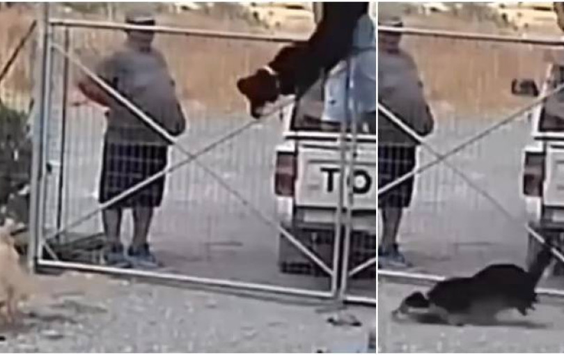 Λήμνος: Εγκατέλειψαν 3 σκύλους πετώντας τους μέσα στο κυνοκομείο - Δείτε βίντεο