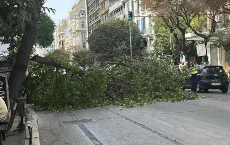 Αντιπαράθεση Ζέρβα - Διαμαντάκη για την πτώση δέντρου στη Θεσσαλονίκη