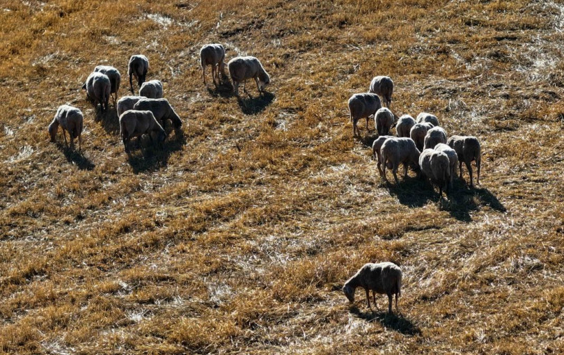 Δράμα: Σε λειτουργία τρεις σταθμοί απολύμανσης οχημάτων λόγω ευλογιάς