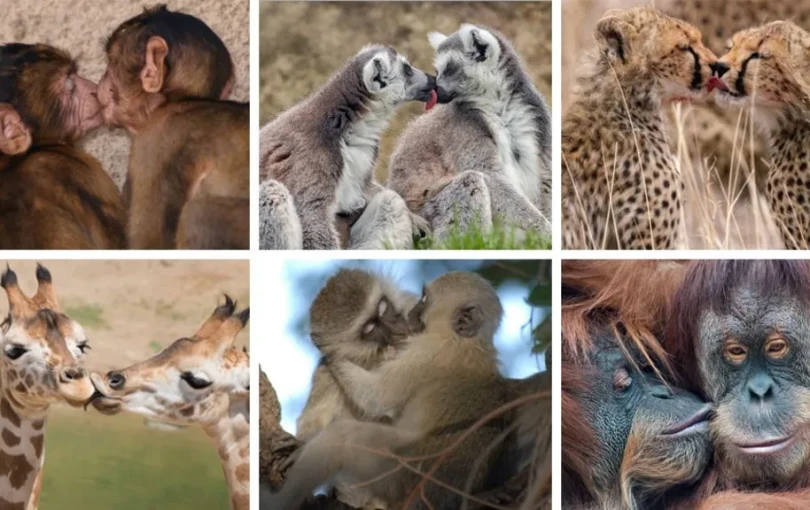 Το πρώτο φιλί δόθηκε πριν από... 20 εκατ. χρόνια και όχι από ανθρώπους