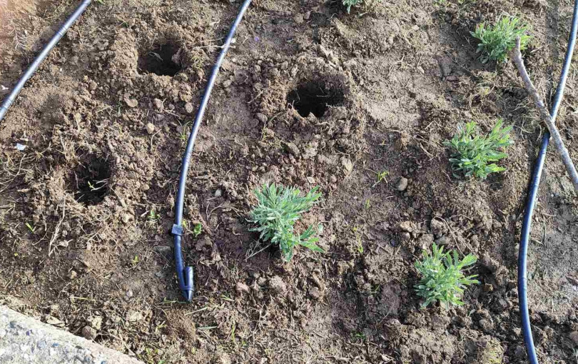 Θεσσαλονίκη: Έκλεψαν αρωματικά φυτά από την Νέα Παραλία που φυτεύτηκαν τέσσερις μέρες πριν