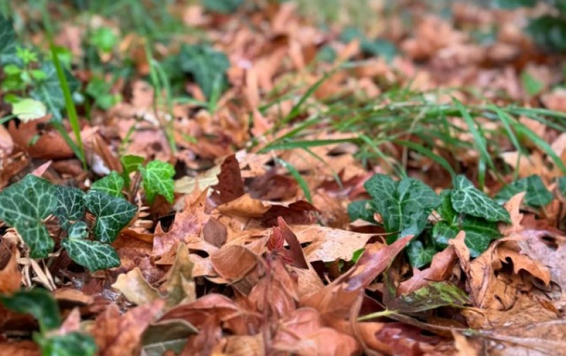 Δήμος Θεσσαλονίκης: Τόνοι φύλλα σαρώνονται καθημερινά και καταλήγουν για κομπόστ