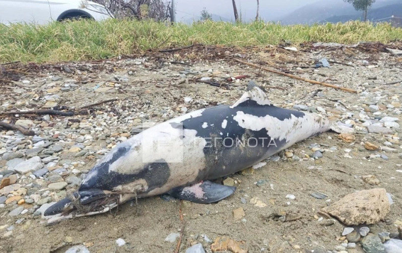 Βόλος: Νεκρό δελφίνι με δεμένο το ρύγχος του εντοπίστηκε σε παραλία