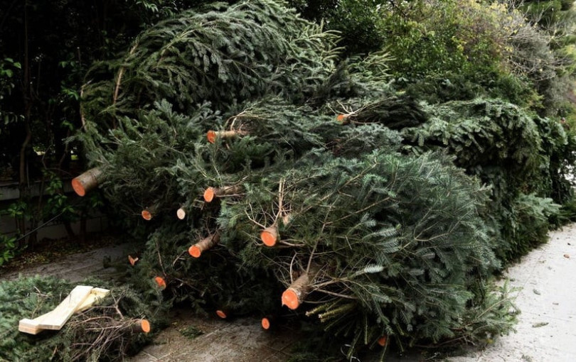 Θεσσαλονίκη: Πάνω από 3.000 Χριστουγεννιάτικα δέντρα ανακυκλώνονται τον χρόνο από τον ΦΟΔΣΑ