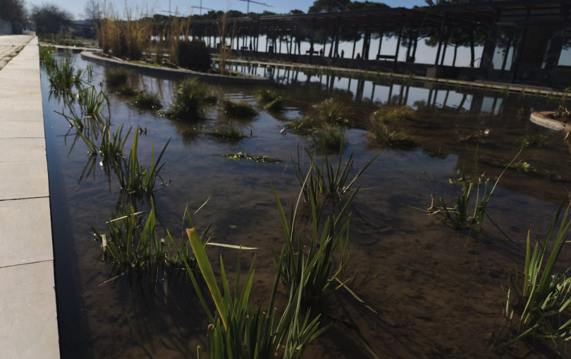 Θεσσαλονίκη: Το μεράκι ενός γεωπόνου για τα ιαπωνικά φυτά, φέρνει την ανανέωση στον Κήπο του Νερού (βίντεο)