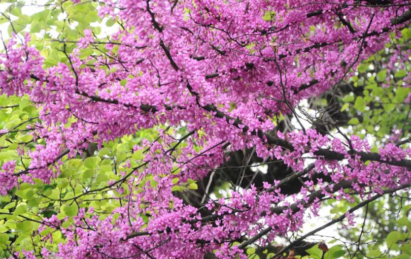 Το ΑΠΘ «πρασινίζει» - Φυτεύονται συνολικά 500 δέντρα περιμετρικά του campus