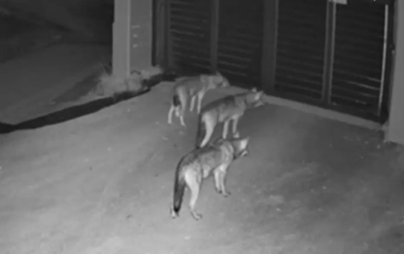 Θεσσαλονίκη: Λύκοι έφτασαν μέχρι την αυλόπορτα σπιτιού στο Πανόραμα (βίντεο)