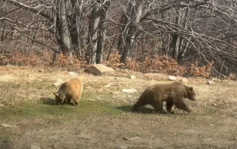Φλώρινα: Ξύπνησαν οι αρκούδες στο Νυμφαίο - Δείτε βίντεο