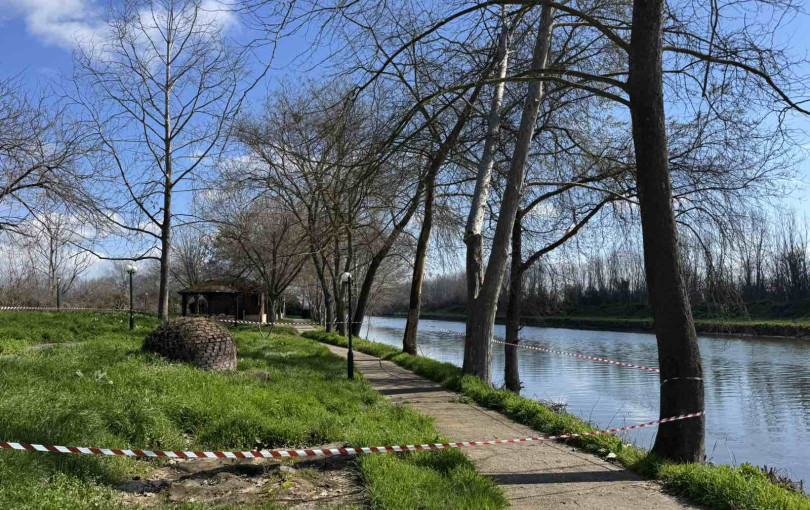 Κρούσμα έλκους πλατάνου στο Λουδία - Παρέμβαση του Δήμου Πέλλας για την αποτροπή εξάπλωσης