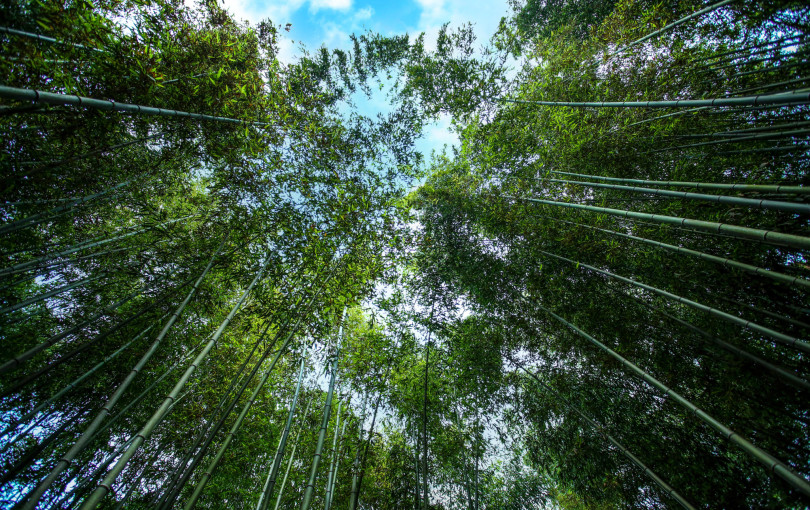 Θεσσαλονίκη: Οι μικροσκοπικοί Τιτάνες των δασών και η κλιματική κρίση