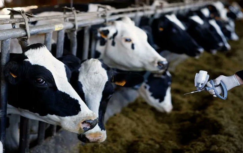 Συναγερμός στη Λέσβο: 13 τα συνολικά κρούσματα αφθώδους πυρετού