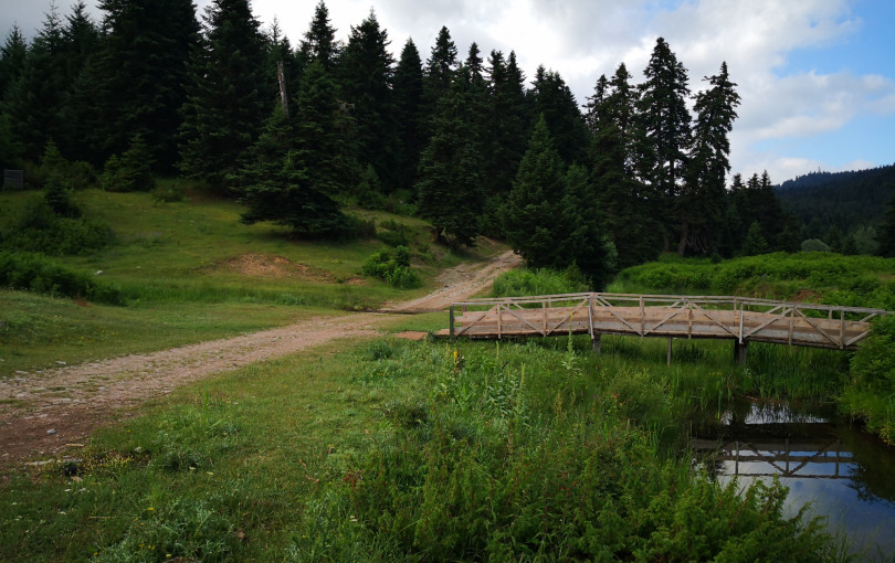 Γιατί τα ελληνικά δάση αποτελούν «εθνικό θησαυρό» - Η αξία τους στην αντιμετώπιση της κλιματικής αλλαγής