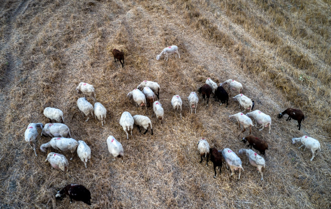Αγροτικές επιδοτήσεις για αιγοπρόβατα: Από φέτος υποχρεωτική η τοποθέτηση ενδοστομαχικού βόλου