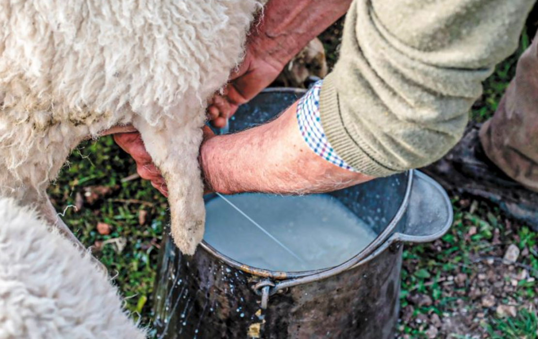 Ο κύβος ερρίφθη για τις εμπορικές συμφωνίες για το αιγοπρόβειο γάλα - Που κυμαίνονται οι φετινές τιμές