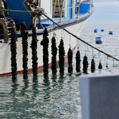 Θεσσαλονίκη: Ολοένα και εξαπλώνονται οι αυθαίρετες μυδοκαλλιέργειες στην Χαλάστρα - Διαδικασίες αποξήλωσης 52 εγκαταστάσεων