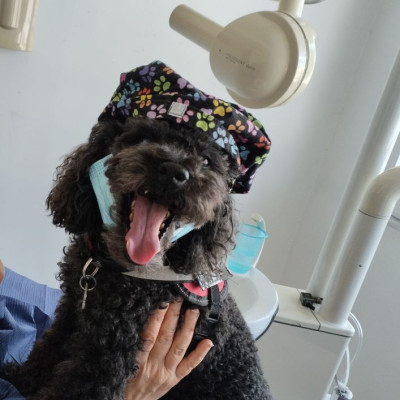 Θεσσαλονίκη: Ένα σκυλάκι βοηθάει την οδοντίατρο στις θεραπείες - Πώς η Άριελ βρέθηκε από τον δρόμο στο οδοντιατρείο