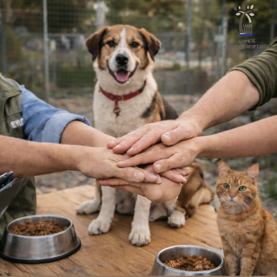 Παγκόσμια ημέρα αδέσποτων: Σοβαρά κενά στη φροντίδα τους στη Θεσσαλονίκη