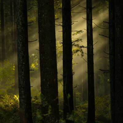 Παγκόσμια Μέρα Δασών: Πάνω από 200.000 εκτάρια κινδυνεύουν - Πώς επιδεινώνει την κατάσταση η κλιματική αλλαγή