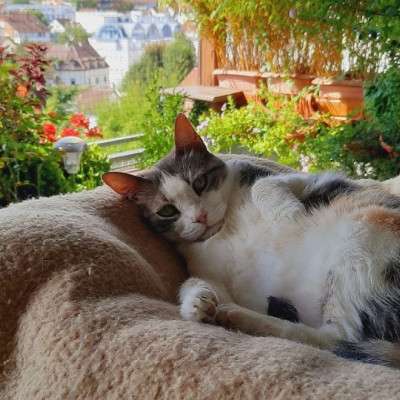 Θεσσαλονίκη: Τετράποδες ιστορίες υιοθεσίας από την Ελλάδα στο εξωτερικό