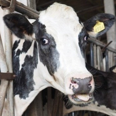 Έβρος: Συναγερμός από κρούσμα αφθώδους πυρετού στην Τουρκία